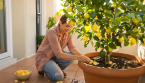 Citronnier en mars : l’astuce simple pour favoriser les fruits tout l’été