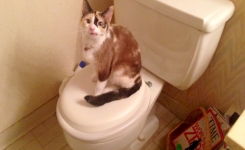 Pourquoi les chats nous suivent-ils souvent la salle de bain ?