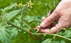Selon vous, faut-il couper les gourmands des plants de tomates ? Voici la réponse d'un expert...