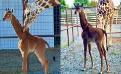 Une girafe sans aucune tache est considérée comme la seule au monde
