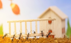 5 méthodes naturelles pour vous débarrasser des fourmis sans les tuer