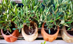 Voici comment cultiver vos propres oliviers … Cette technique astucieuse vous facilitera la tâche !