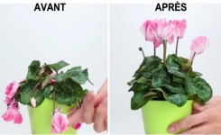 L’astuce pour sauver une plante en mauvais état