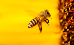 Les abeilles ont été déclarées l’animal le plus important de la planète