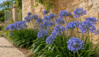 Agapanthes en juillet : cette erreur d'arrosage peut compromettre la floraison