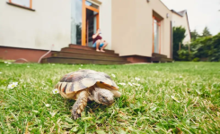 Ce que signifie la présence d’une tortue dans la maison