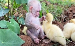 Une vidéo précieuse montre un bébé singe qui s'occupe de canetons comme s'ils étaient sa famille