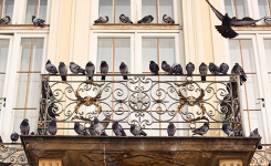 L’astuce pour éloigner les pigeons de votre balcon : efficace et sans danger