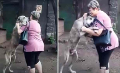 Maman fond en larmes en trouvant son chien affamé deux ans après qu’il fut volé