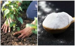 Si seulement vous saviez à quel point le bicarbonate serait utile pour votre jardin et vos fleurs ! Voici 5 secrets à apprendre…