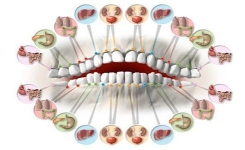 Chaque dent est reliée à un organe : Comment une douleur dentaire peut révéler un problème lié à un organe