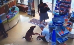 Un chien errant se rend à la pharmacie pour se faire soigner : la scène a été filmée par les caméras