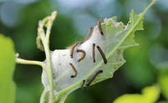 Les chenilles envahissent vos plantes ? Voici quoi faire