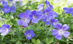 Massif vide ? Cette vivace plantée en septembre peut le transformer durablement