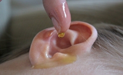 L’un des meilleurs remèdes naturels pour les infections des oreilles