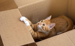Pourquoi les chats se mettent-ils dans les boîtes ? La science l’explique