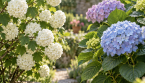 Viorne boule de neige ou hortensia : comment les différencier facilement ?