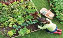 Fertilisez votre jardin sans compost ni produits chimiques avec 3 choses 