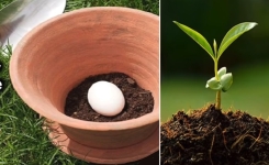 Elle Enterre Un Oeuf Cru Dans Le Sol De Ses Plants… Une Astuce Jardinage À Découvrir !