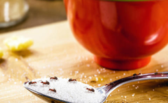 5 astuces pour se débarrasser des fourmis !