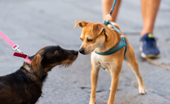 Pourquoi faut-il éviter de faire se rencontrer deux chiens en laisse ?