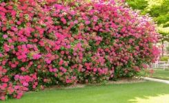 Comment créer un brise-vue naturel au jardin ?