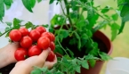  🍅✨ Les meilleures plantes compagnes pour les tomates ✨🍅
