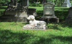 À New York, les animaux domestiques pourront être enterrés près des maîtres dans les cimetières