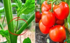 Pourquoi et comment enlever les gourmands des tomates ?