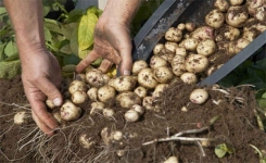 4 Étapes simples pour faire pousser 45 kg de Pommes de Terre dans un tonneau