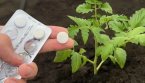  Pourquoi il est conseillé d’utiliser de l’aspirine pour les plantes