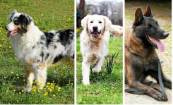 Les races de chiens préférés des français