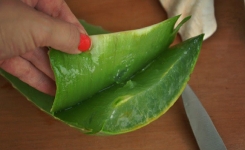 Comment faire votre propre gel d’Aloe Vera