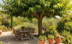 Il pousse vite, fait de l'ombre et résiste bien à la chaleur : l'arbre à planter dès aujourd'hui