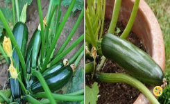 Culture de Courgettes : 7 Etapes pour les Réussir