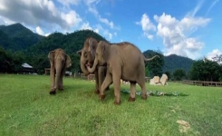 Trois éléphantes forment leur propre petite famille après avoir été sauvées et vécues sous la maltraitance