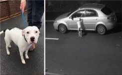 Ce chien ne comprenait pas qu’il venait d’être abandonné, alors il a tenté désespérément de retourner dans la voiture