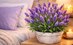 Pourquoi avoir un plant de lavande près de son lit ?