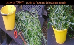 Comment faire votre hormone de bouturage naturelle