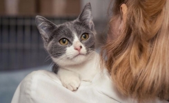 Ma voisine est folle de joie, son chat perdu depuis 5 jours est revenu !