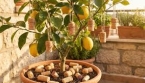 Pourquoi voit-on parfois des bouchons de liège sur un citronnier ?
