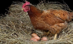 Poules en hiver : que mettre dans leur eau pour soutenir la ponte sans risque