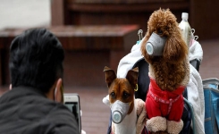 Un chien testé positif au coronavirus placé en quarantaine