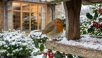 À Noël comme en plein hiver, ces gestes simples aident vraiment les rouges-gorges