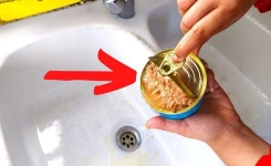 Il faut arrêter de jeter de l’huile de boîte de thon dans l’évier.