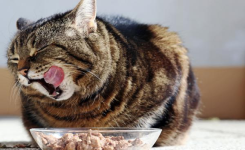 5 Aliments à ne JAMAIS donner à son chat (certains sont étonnants !)