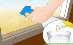 3 Remèdes faciles pour éliminer les insectes chez vous
