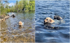 Le Golden Retriever ramène une marmotte qui avait besoin d’aide jusqu’au rivage…