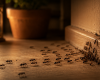 Présence de fourmis dans la maison : quelle signification selon les croyances ?