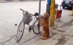 Un chien monte la garde devant un vélo – voyez ce qu’il se passe au retour de son maître